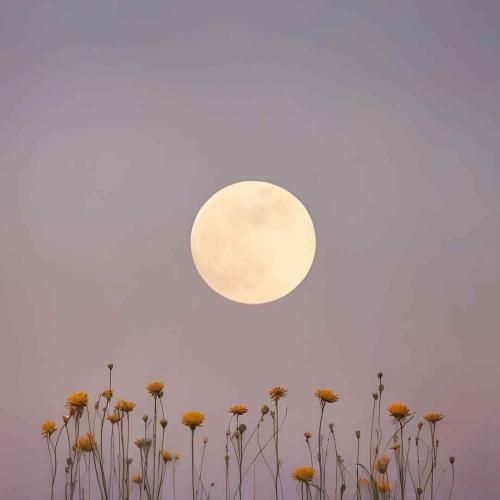  دلم از دنیا گرفته شبه من مهتاب نداره ورژن اینستاگرامی