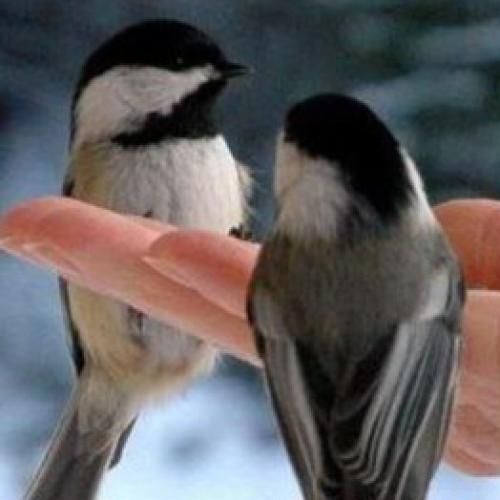 میگن آدم به آدم میرسه کوه به کوه نه