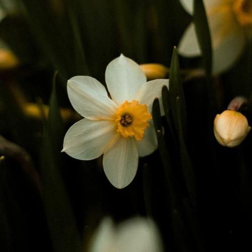 شکوفه در اومده از درخت قلبم هی چه زمستون داغیه