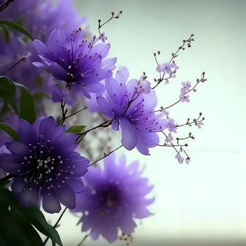 ستاره عقیلی اول و آخر