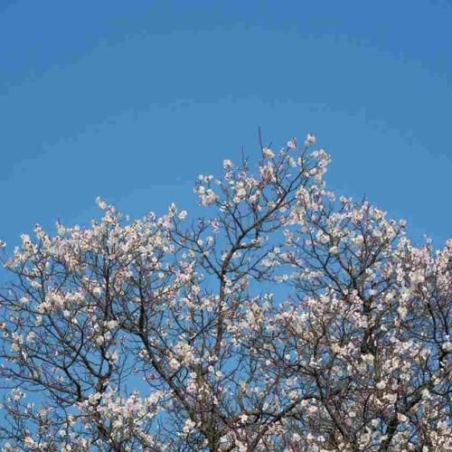  کاش بشه فقط منو درکم کنی بگو منو با کی طاق زدی