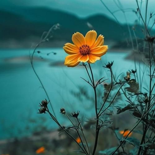 افغانی د دشت و تمنا رفتوم از تو تمنا کردم دمه گفتن میایی ترند اینستایی