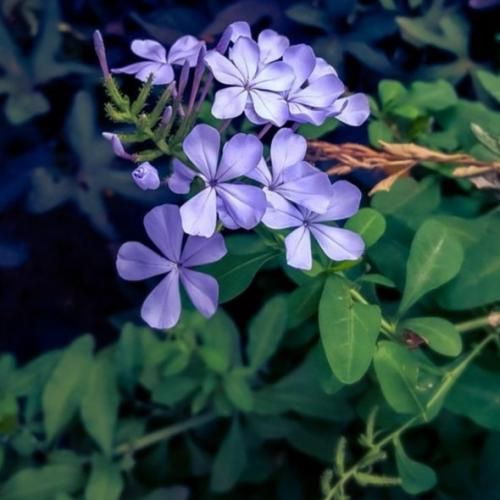 دل دل دل بده به من چند شاخه گل رز بده هوش مصنوعی