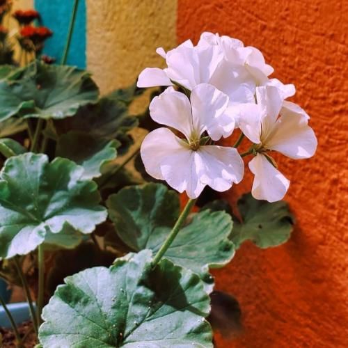  هی بیبی عاشقم بشی نمی ارزه عاشقم بشی دردسره