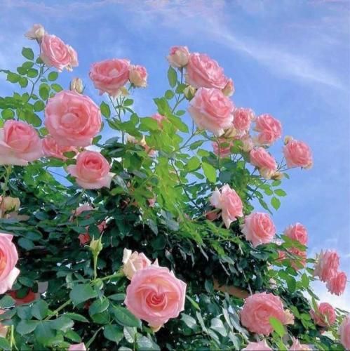 فاطمه عطایی یادش بخیر