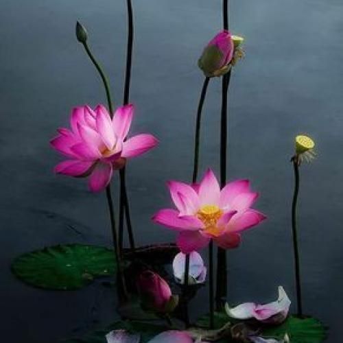 زیر چشی منو نپا سرم درد میکنه برا دعوا