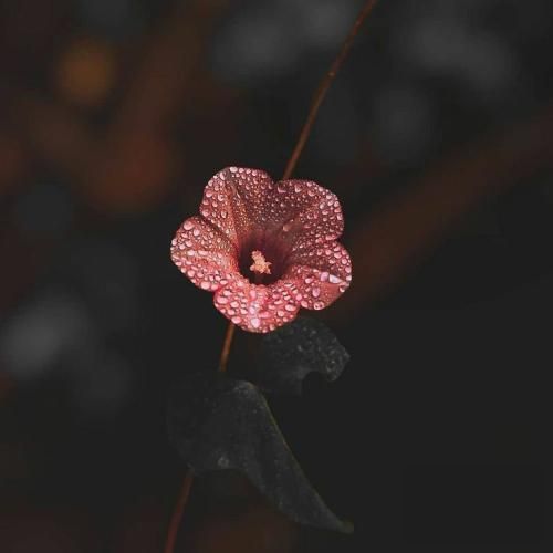 آرتور و سایا و مودی ام قاصدک