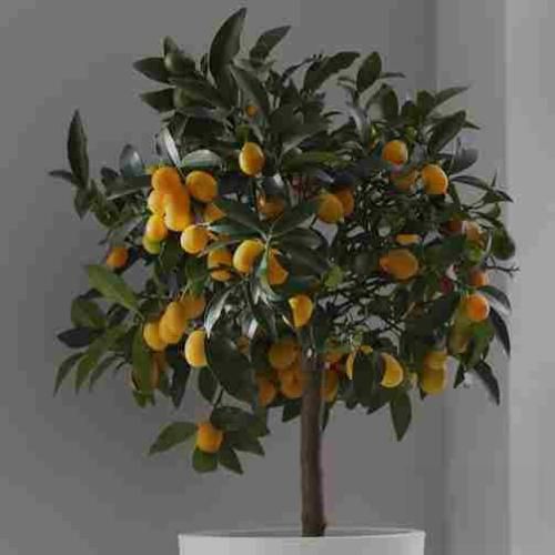 یه جوری جورم با دلت دیگه من و تو (هوش مصنوعی)