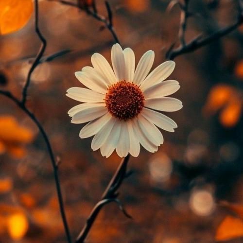 شمارمو داری پس زنگ بزن اگه بود کاری با صدای دختر