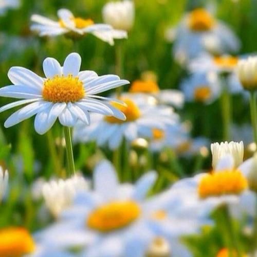 ای خدای بالا سری درد مو درمونی نداره