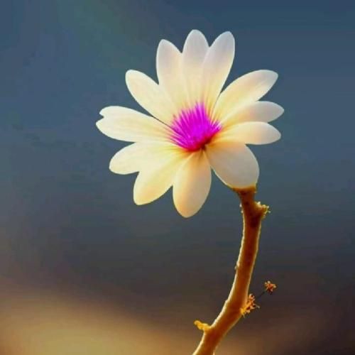  باورم کن باورم کن من یه کوهم که نیمه جونم با صدای عقیلی