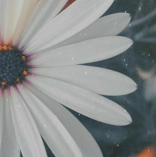  خانم تیبا سواره میگن که ناخن کاره