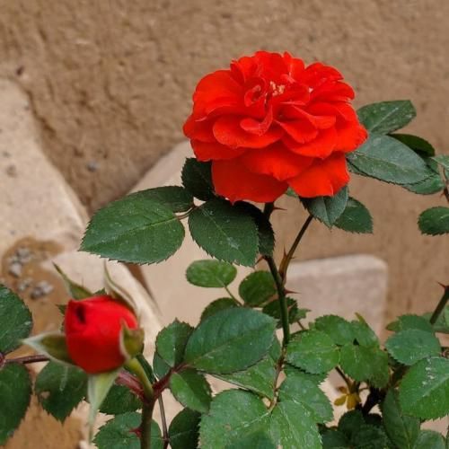 دیدی زدی زیرش دیدی گفتم قلبی نداری با صدای زن