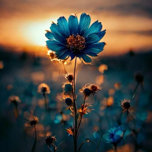 فاطمه عطایی سنگ فرش خیابونا