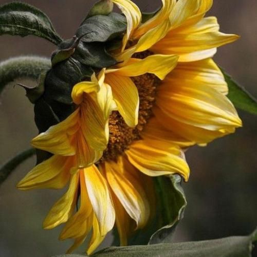 سایه بختک غریبه