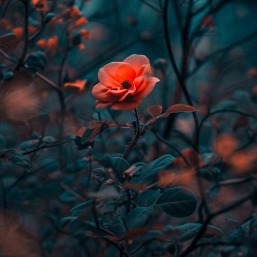 چشت سیاه بود مثل روزگار من مثل این چاقو