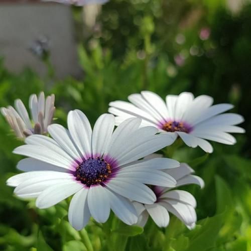 اخه رفتاراش منو دیوونم کرده اگه دیدینش بش بگید با صدای بچه