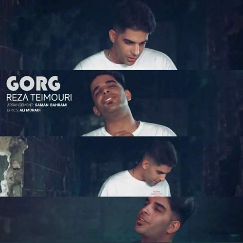 رضا تیموری گرگ