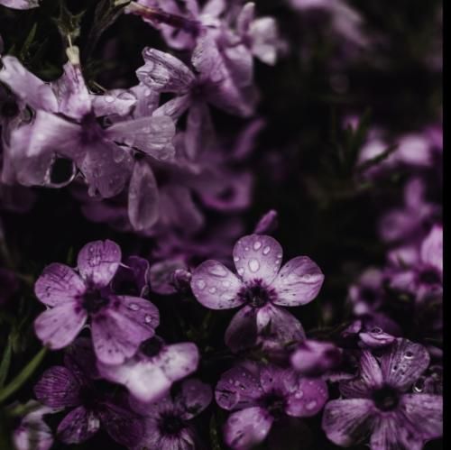 دیدی معجزه کردی دلم پیش تو لرزید با اون چهره شیرین با صدای زن