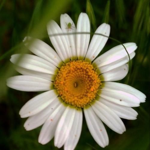 زندگی تلخه روبوستاعه با شیر بزن بشه لاته