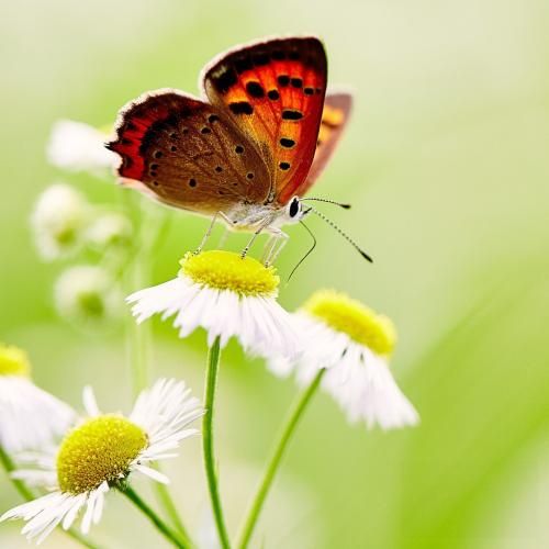  توی چشمای تو دیدم که برمیگردی یه روزی بگو با صدای زن