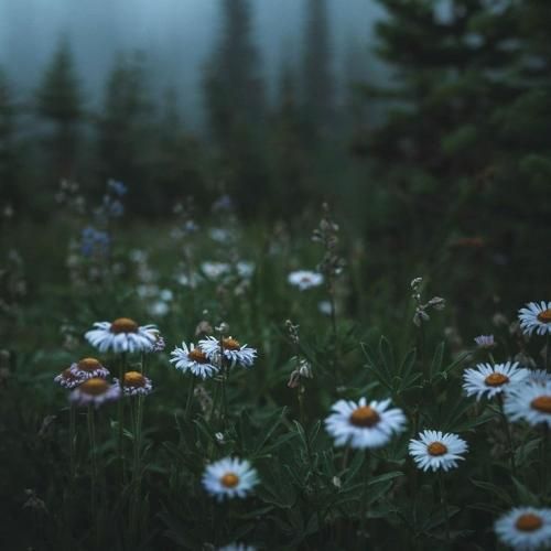 بی ال اچ ریمیکس درد