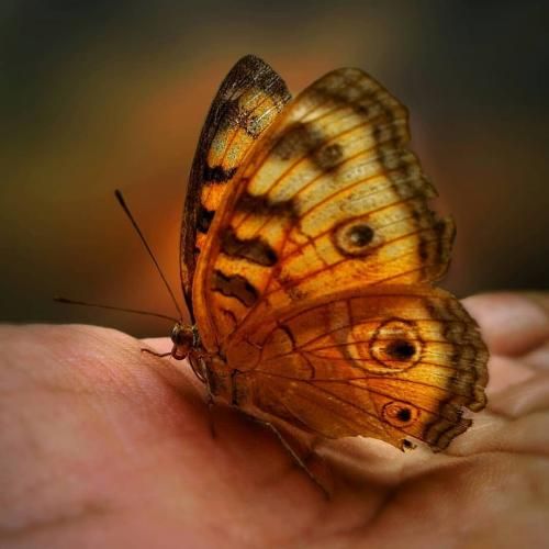  شهر بی تو خستگی داره آسمون هی بی حسی میباره