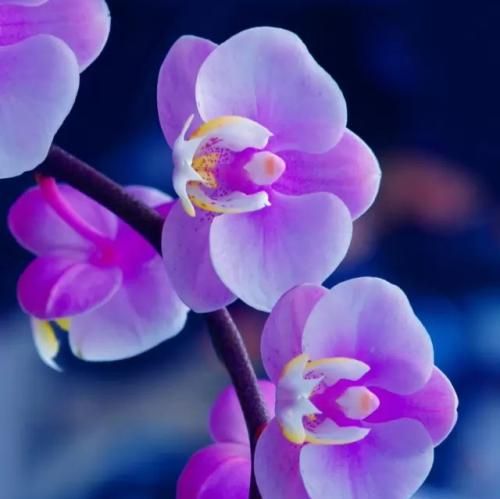  عاشق و اسیر و رامت دیوونه هر کلامت ترند اینستایی