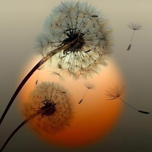  من میرم پیشی میشم تو میری هاپو میشی