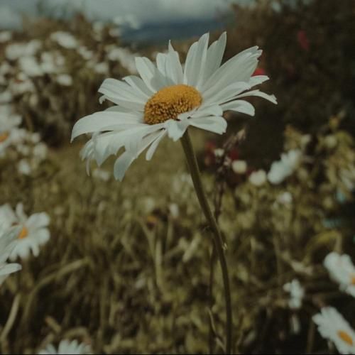 هندی اچو اچو وچوچو ترند اینستایی