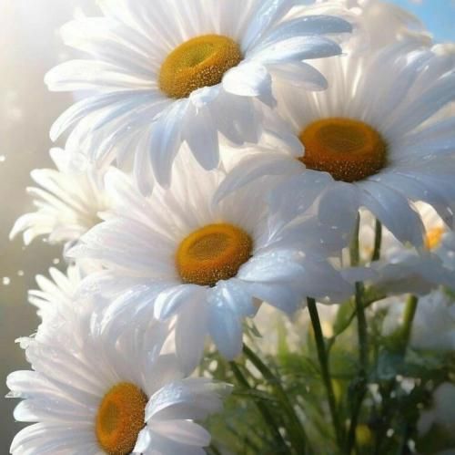 ترکی کسی که زخمامو باز کردی خیلی بریدم با صدای دختر