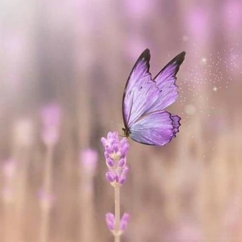 نردبونارو جمع کنید من خودم بالا برم