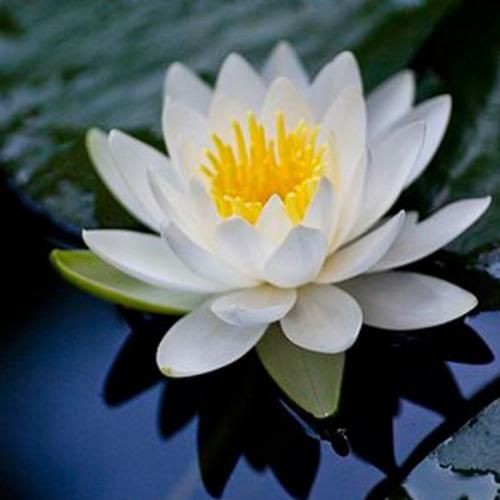 واسه ما بزار خندت گل کنه با صدای دختر