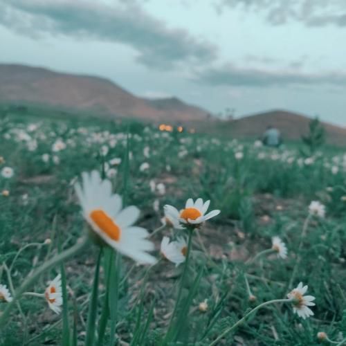 دلم گرفته دوباره هوای تورو داره صدای دختر