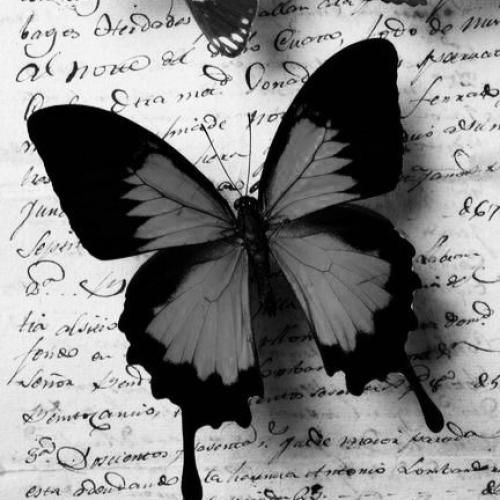 افغانی سر بوم بای تو کفتر میپرانی لیلی