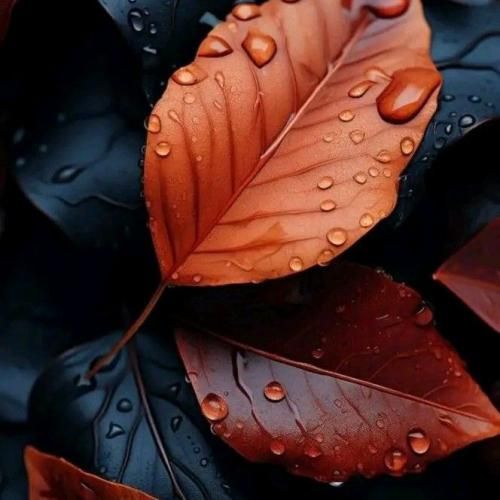 دلم پره زمونه بیو کوتای میونه