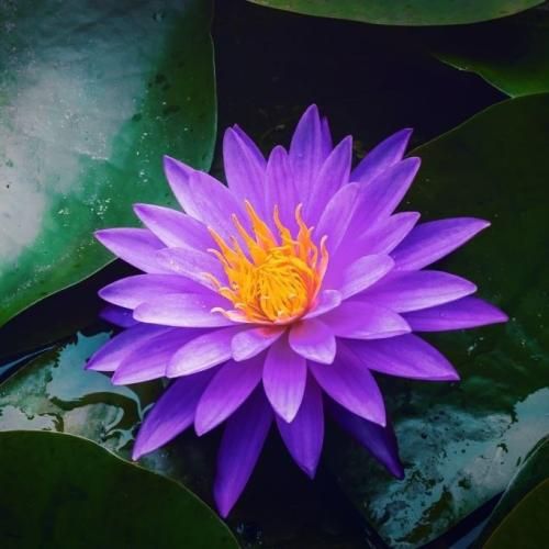 فاطمه‌ عطایی یار