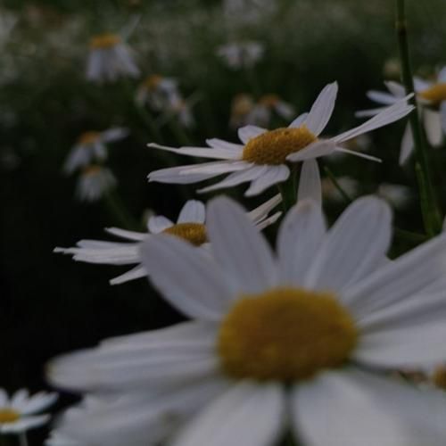  برقصی یه گوشه ی ذهنم باله منم برای تو بزنم پیانو