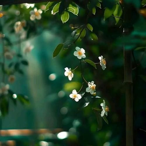 خسته ام از این شبا و خوشی های فرمالیته