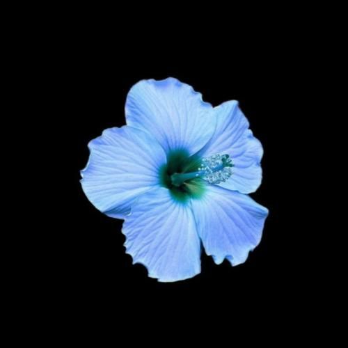 دنیا رو بردی همراهت به نابودی ورژن گروهی