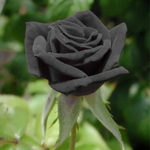 به ساعت هر سری نگام میگیره افتری صدام