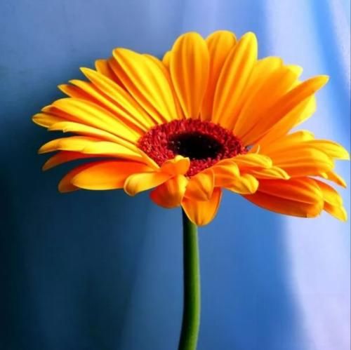 فاطمه‌ عطایی دیاری دیاری نزن