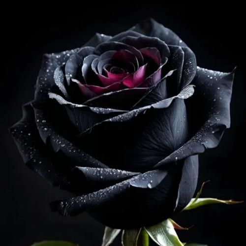 بی ال اچ گنگ
