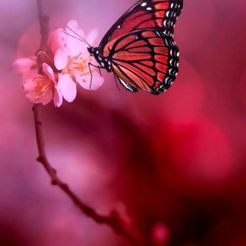 کینه دارم از همه شتری بوس و بغل میکس ترکیه ای