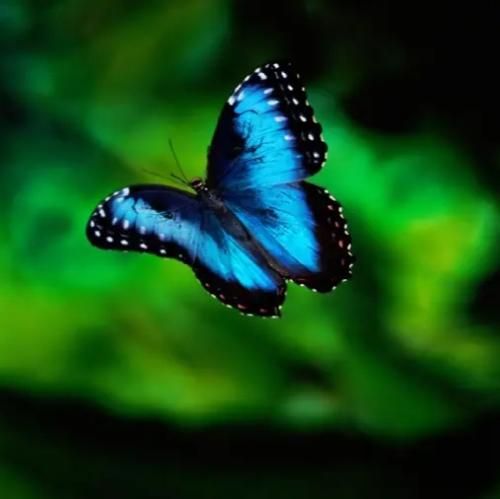 من میرم پیشی میشم تو میری هاپو میشی