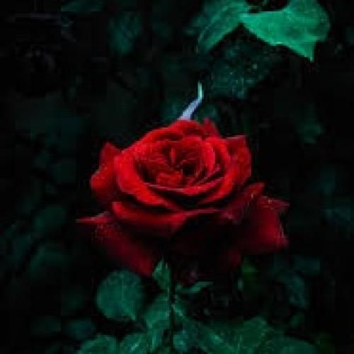 فاطمه رحمانی بمردمه