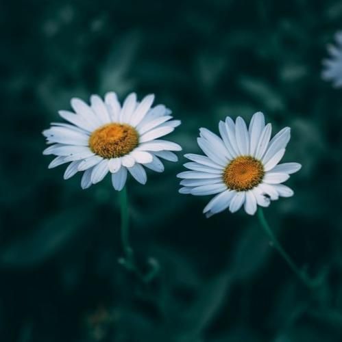 پی کی و علی میکس جدایی