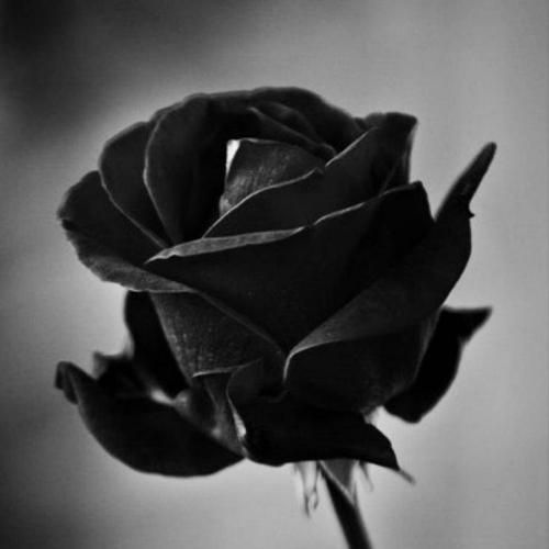 دریم رپ رویای کودکی