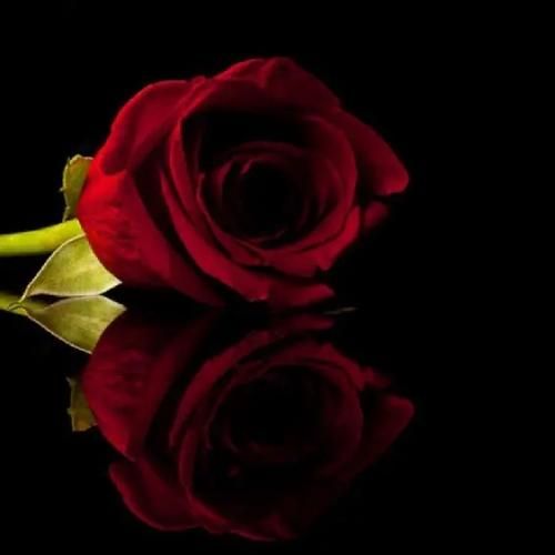 بس دیگه انقد نشو سیریش تمام خلاص