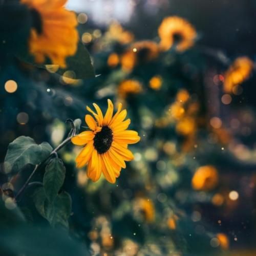 فاطمه عطایی های لاره